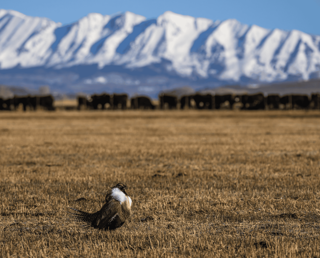 A Gunnison Sage-Grouse stands in a pasture with feeding cattle and mountains in the background.