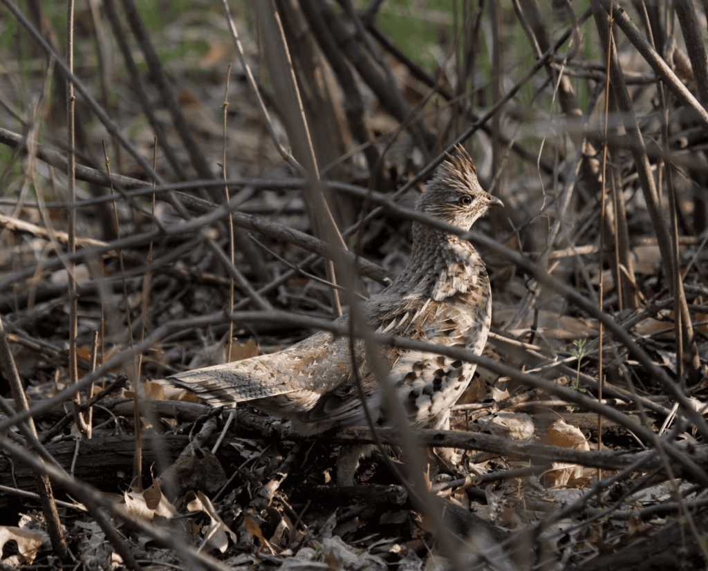 A ruffed grouse walking through a high stem density area.