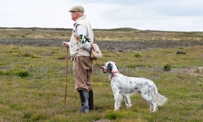 An English setter in Britain
