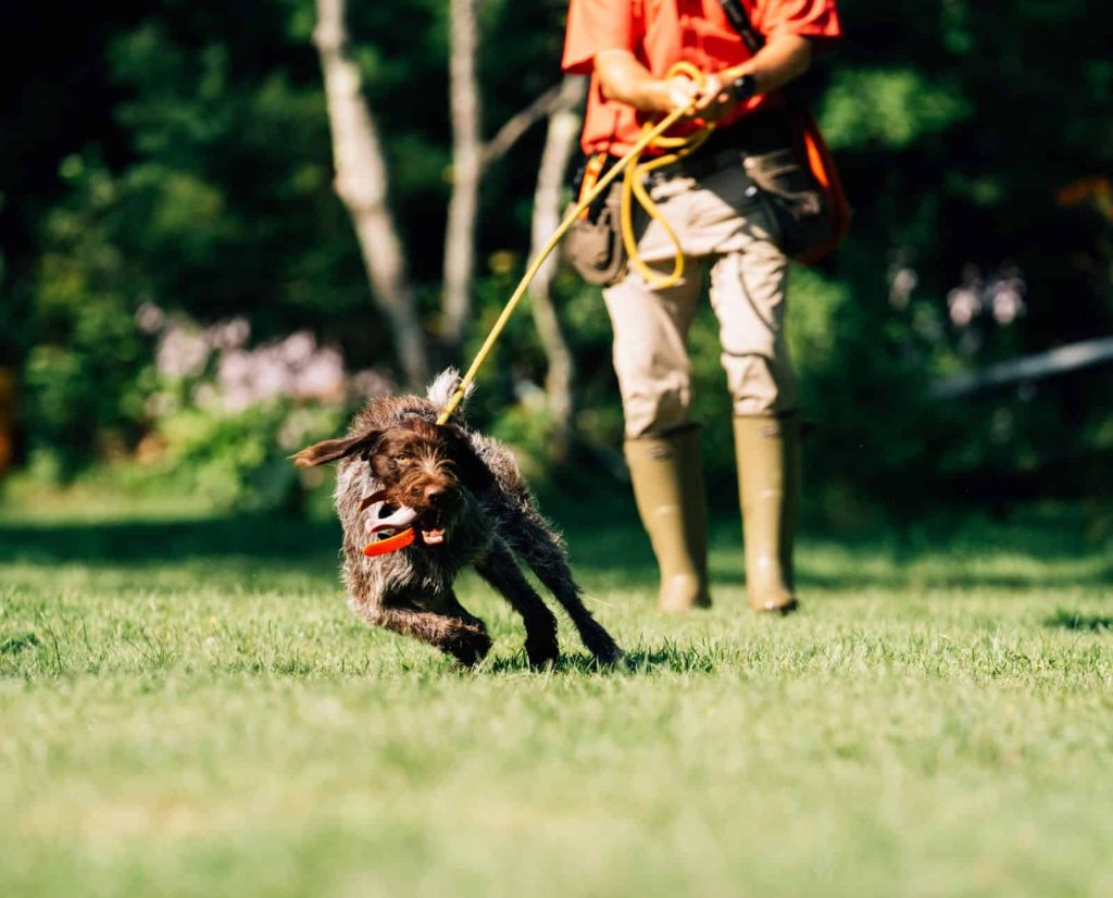 An excited hunting dog pulls a dog trainer on a long lead.
