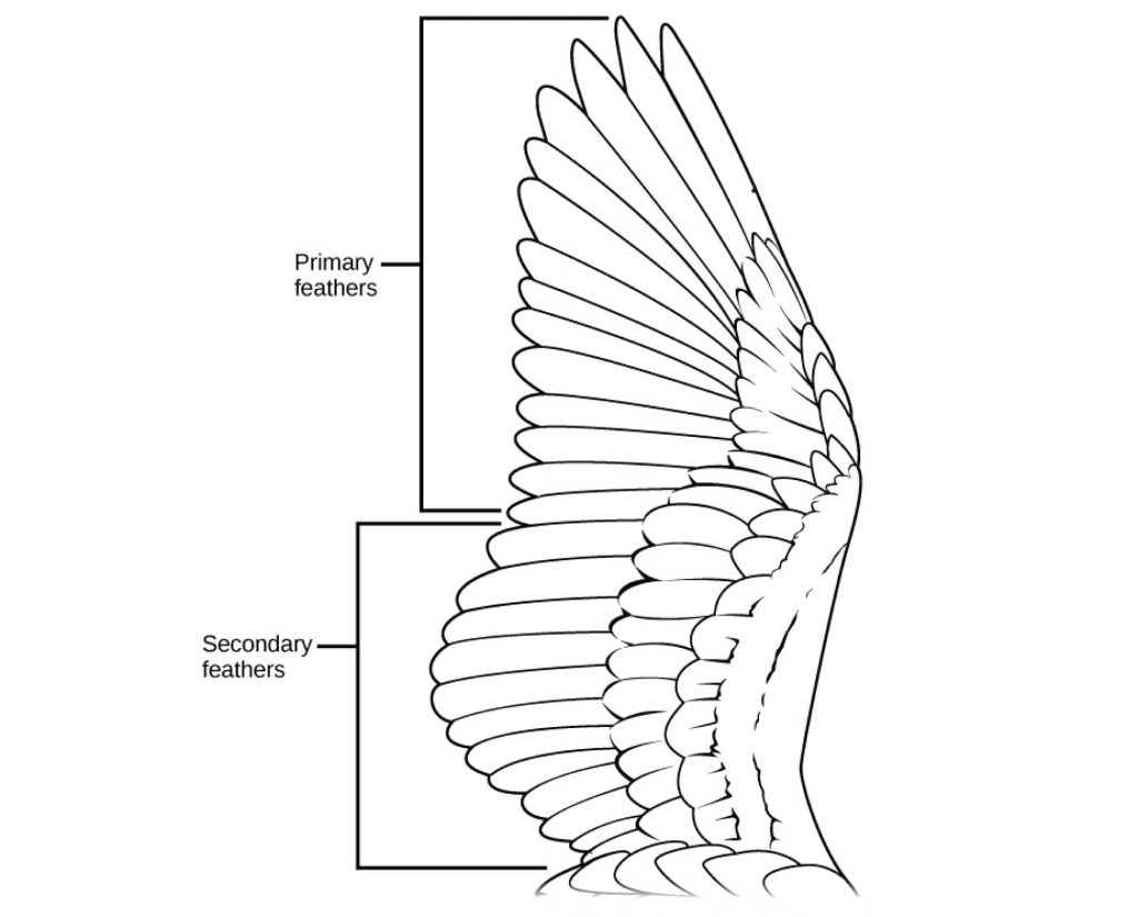diagram of wing feathers