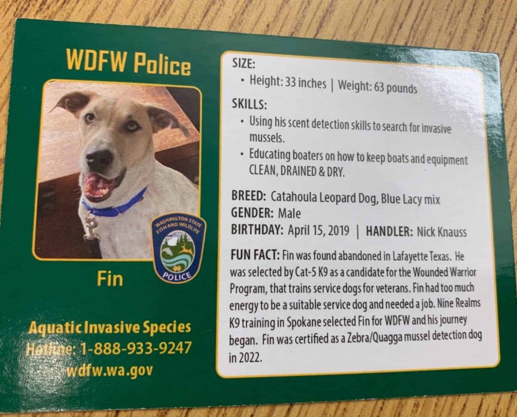 A business card for Fin, Washington Department of Fish and Wildlife's invasive mussel detection dog.
