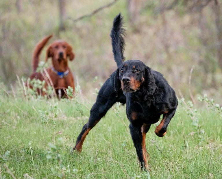 One setter points while another backs, and both have high tails.