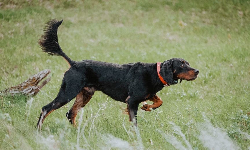 A Gordon setter on point with a high tail.
