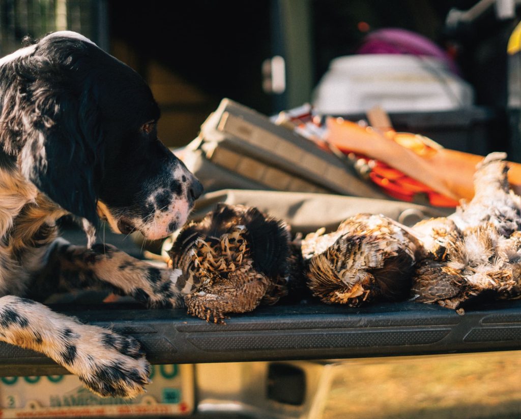 A limit of grouse taken with successful grouse shooting techniques
