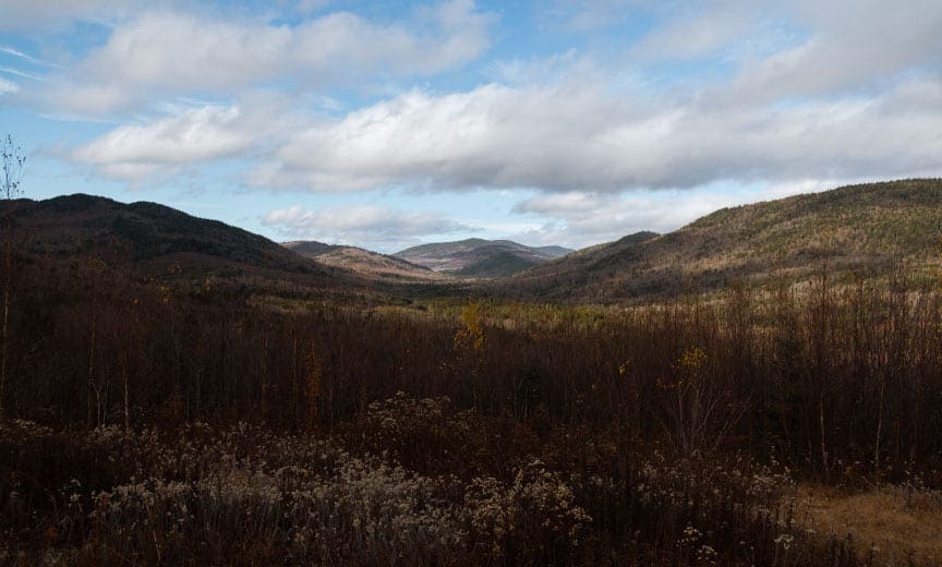 A healthy working forest in New Hampshire