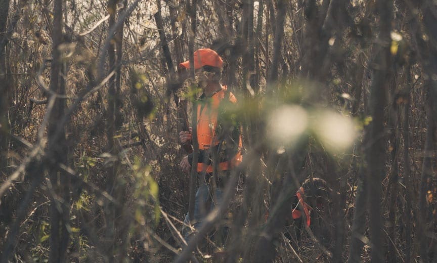 A bird dog hunting woodcock in Connecticut. 