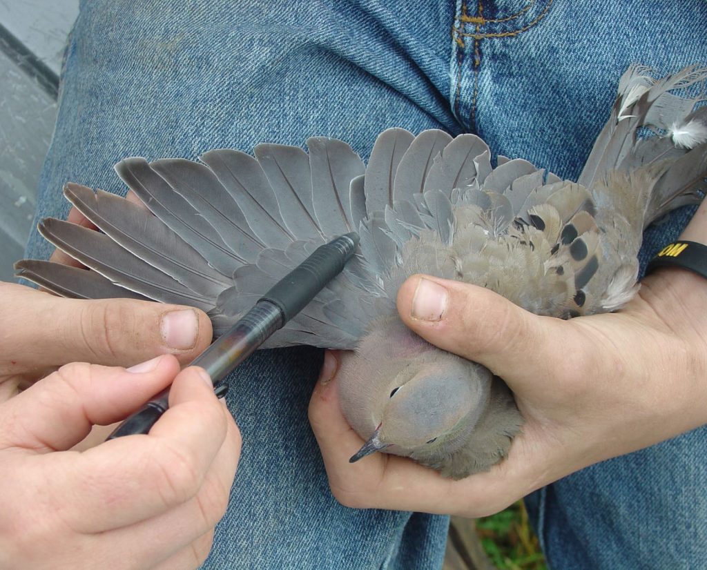 A biologist shows the difference between a juvenile and adult mourning dove.
