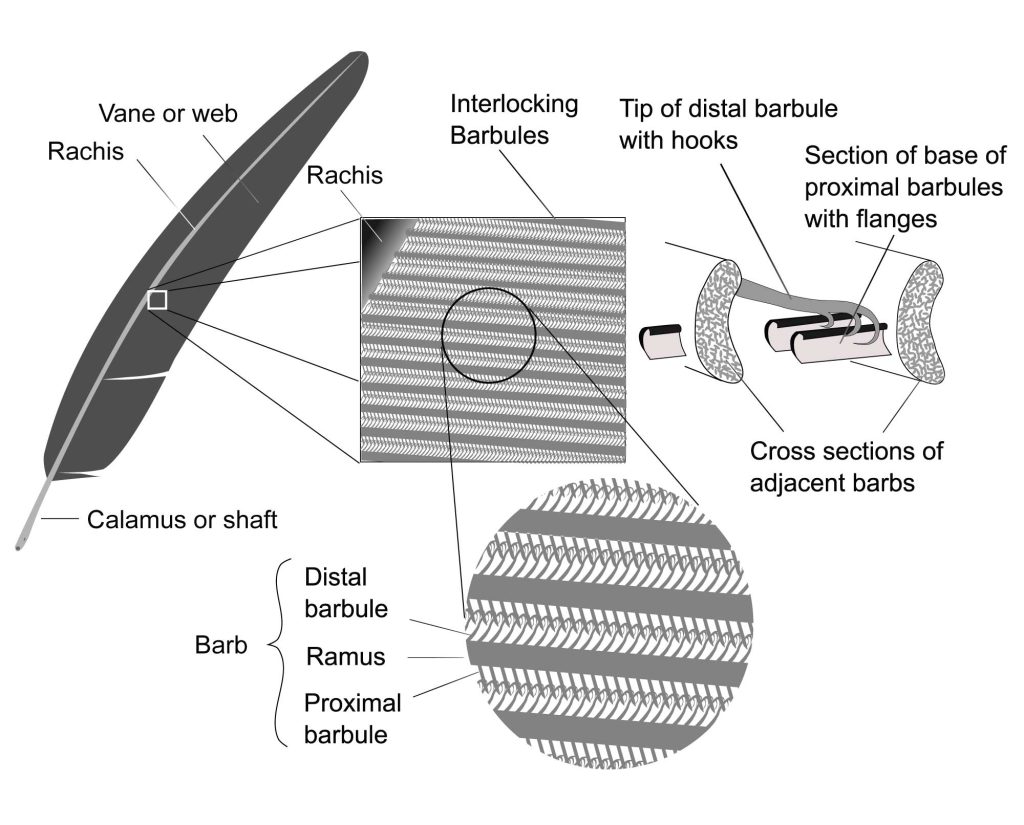 Identifying types of bird feathers