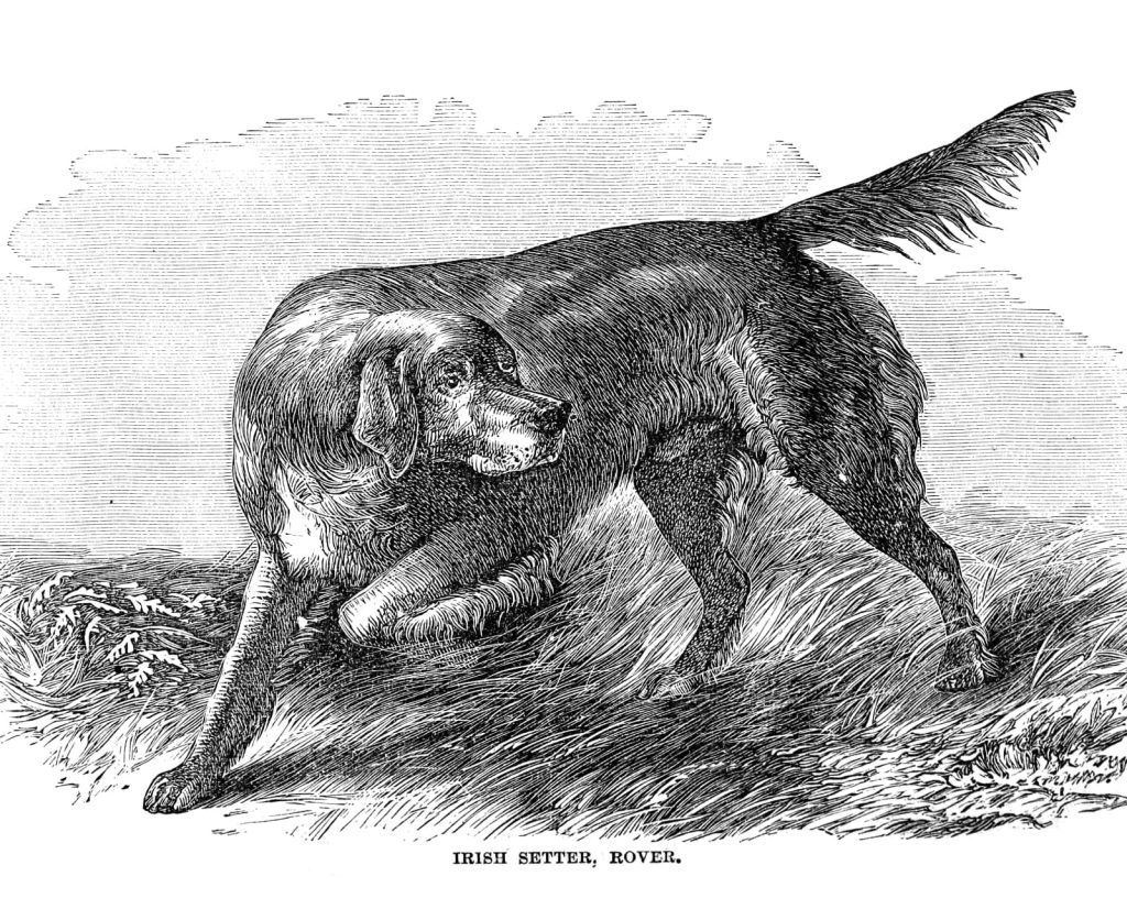 Historical drawing of an Irish Setter