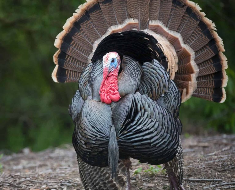 A large male wild turkey strutting down a road with his tail fanned out and wings touching the ground.