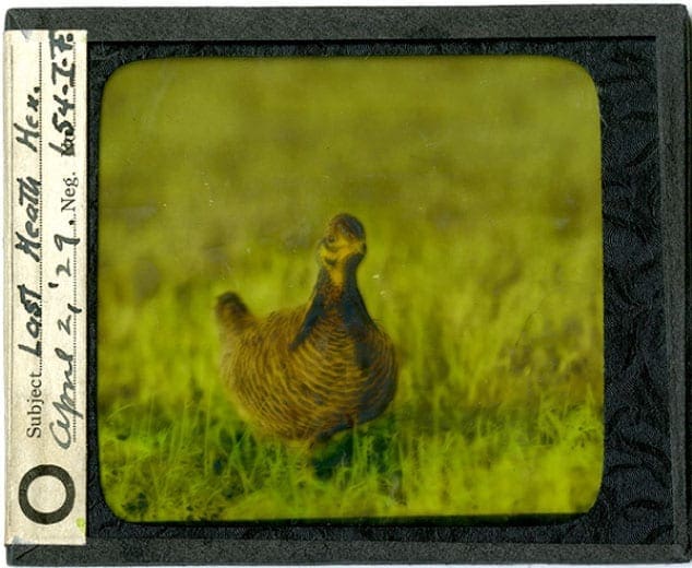 One of the last photographs of a living Heath Hen before extinction.