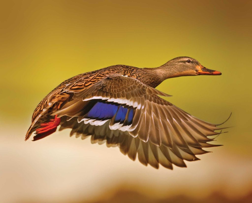 A mallard hen in flight
