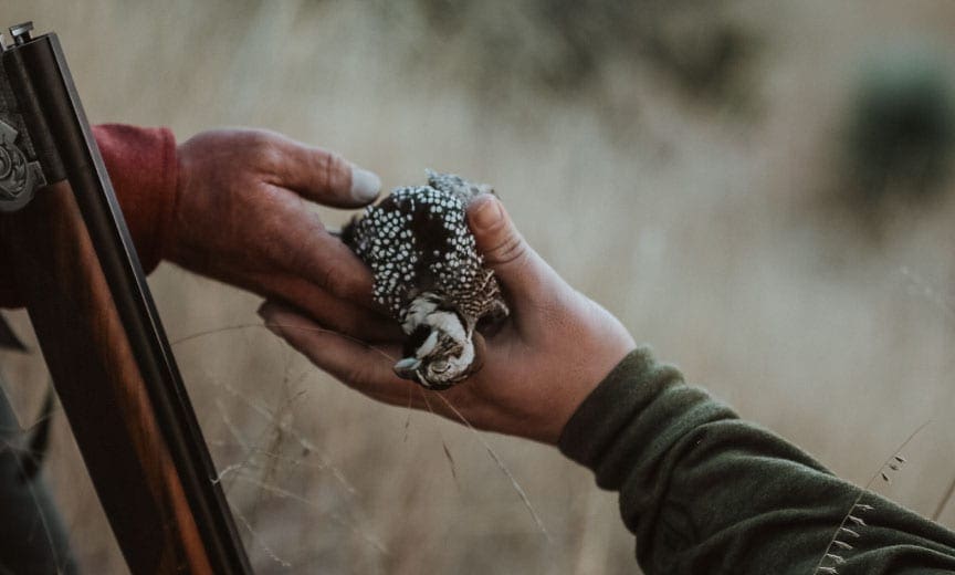 A hunter hands a mearns' quail to another bird hunter in Arizona.