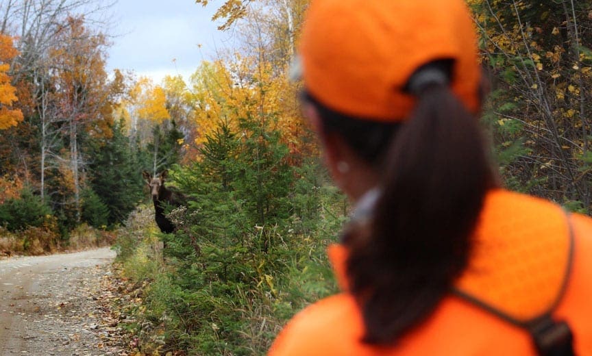 A moose stand in a road in front of bird hunters