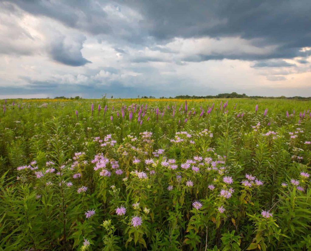A blooming field of native prairie grasses and flowers in the midwest. Nativei prairies make for great upland bird habitat.