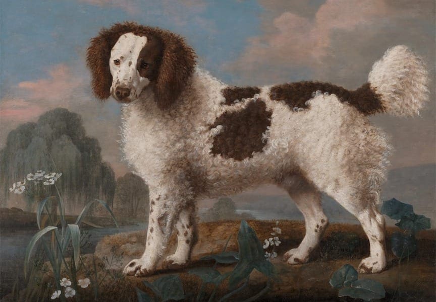 The English Water Spaniel, now extinct