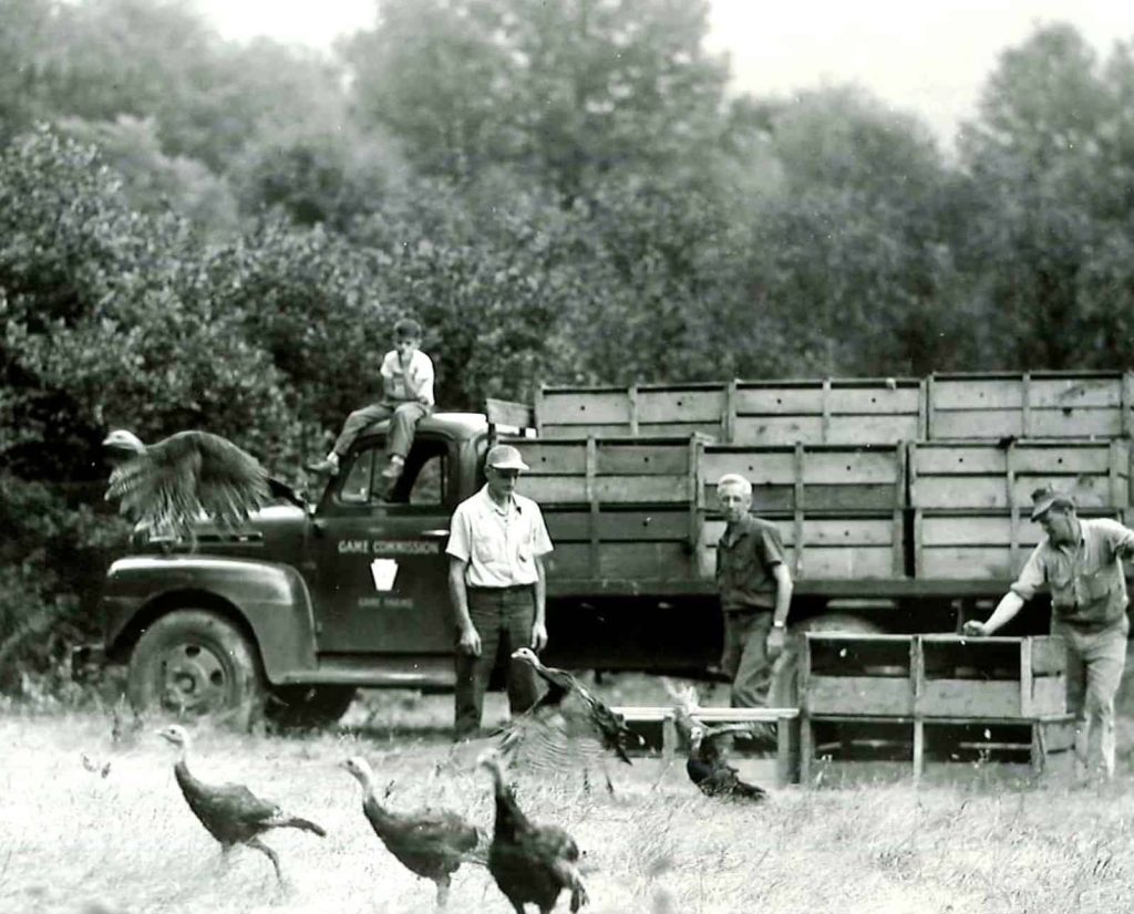 Pennsylvania Game Commission employees next to their truck while they release wild turkeys into nature.