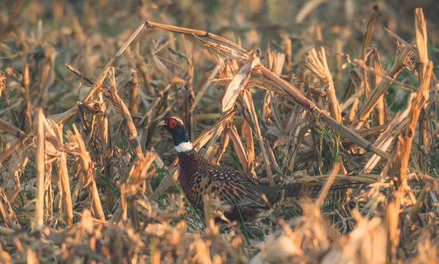 A pheasant walking and feeding in a corn field.