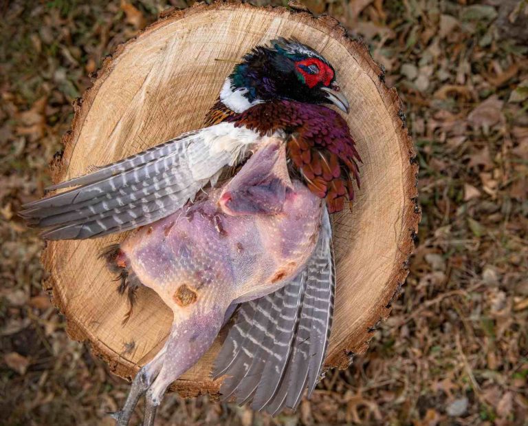 A partially plucked ring-necked pheasant