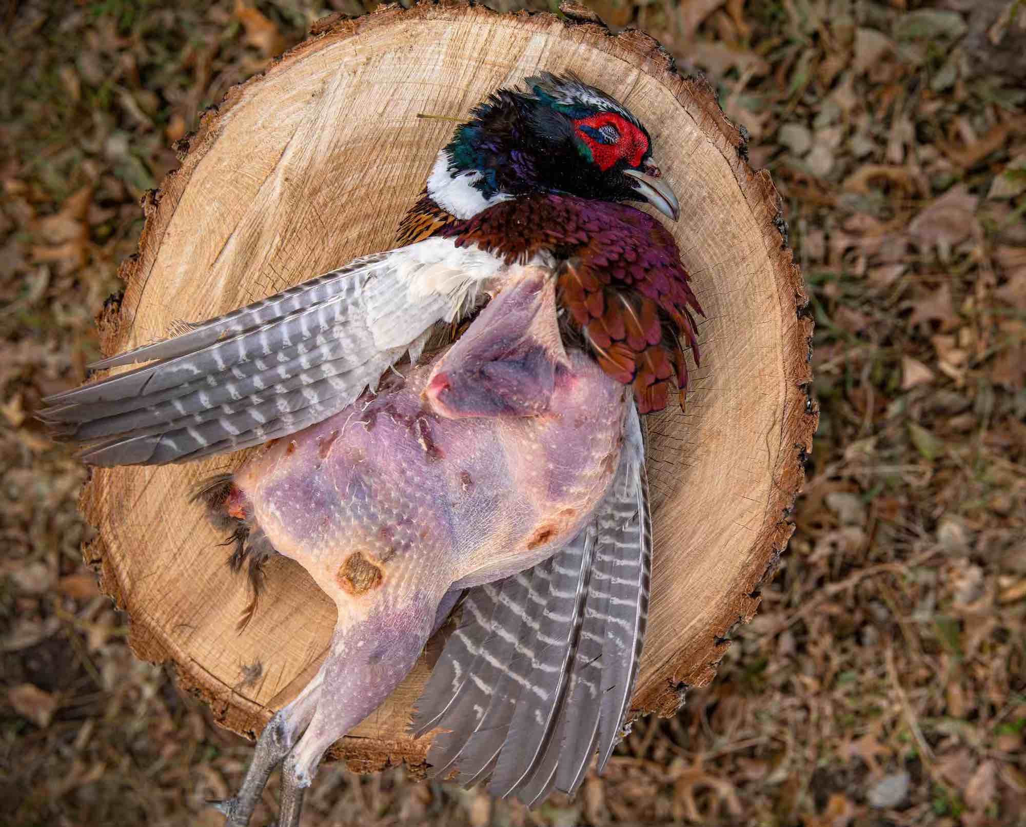 A partially plucked ring-necked pheasant