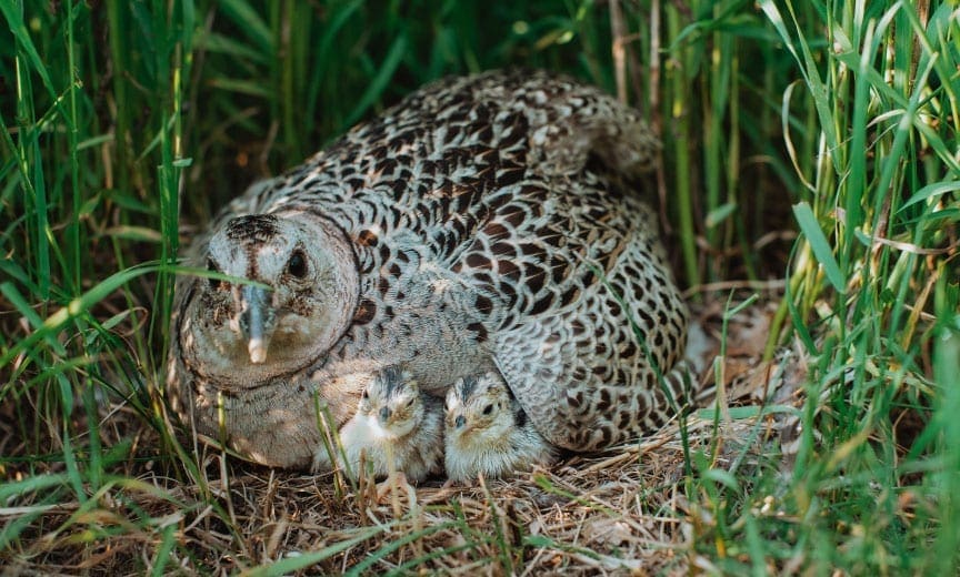 A pheasant nesting in grass with chicks.