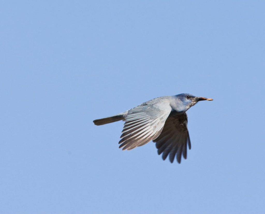 a pinyon jay in flight