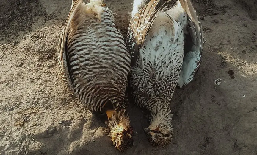 On the left a prairie chicken on the right a sharp-tailed grouse.