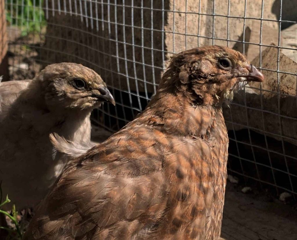 Two coturnix quail looking out of their coop.