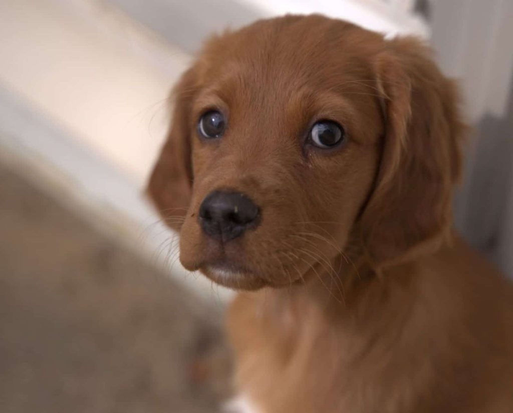 A Red Setter puppy looking at the camera with puppy eyes.
