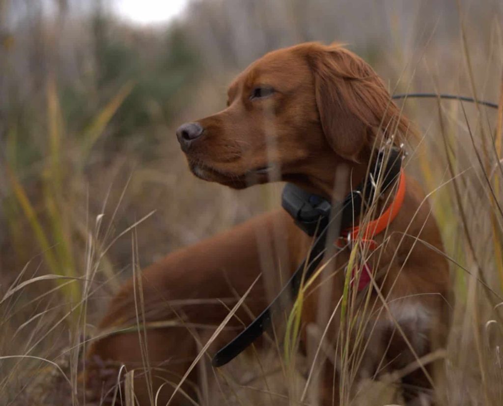 A Red Setter standing in tall grass wearing an e-collar.