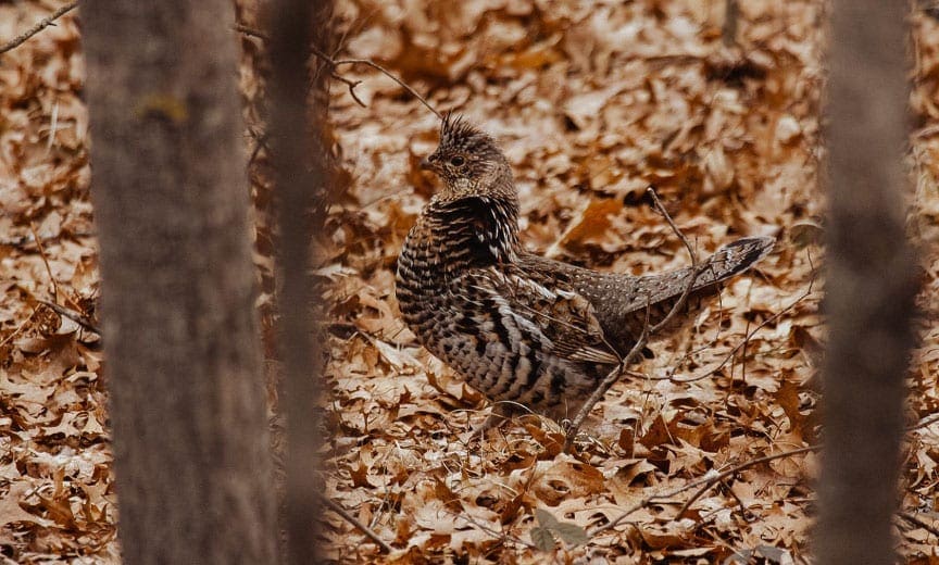 A ruffed grouse walks along a forest floor