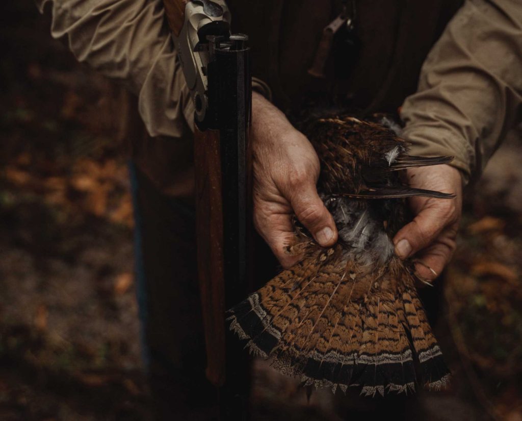 a ruffed grouse in West Virginia