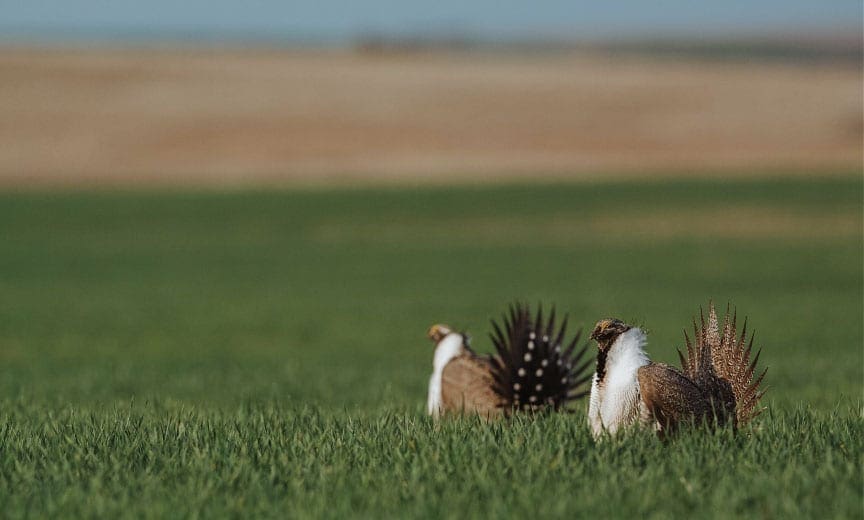 Sage grouse displaying on a lek