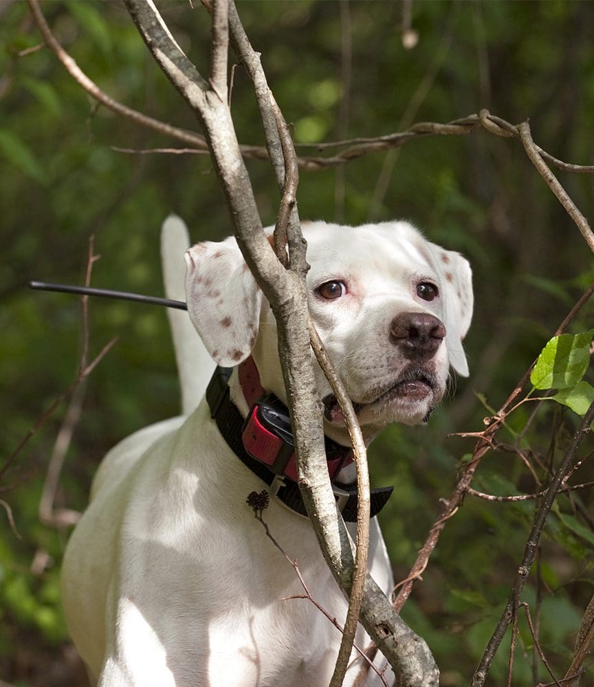 A pointer picks up on a scent during a grouse hunt.