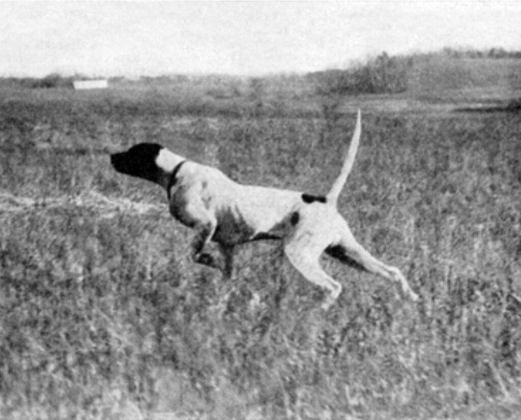 Seaview Rex, a famous Pointer with a 12 o'clock tail.