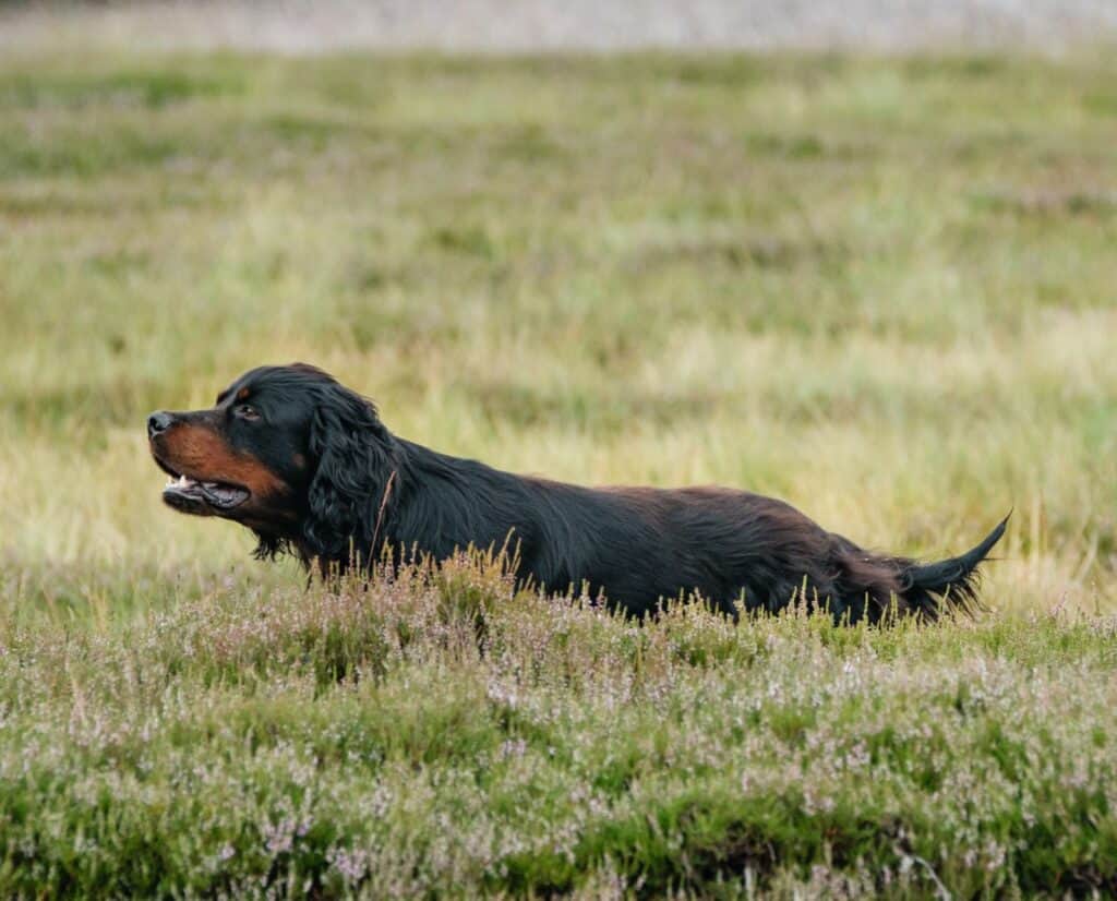 A setter pointing low to the ground with a low tail.