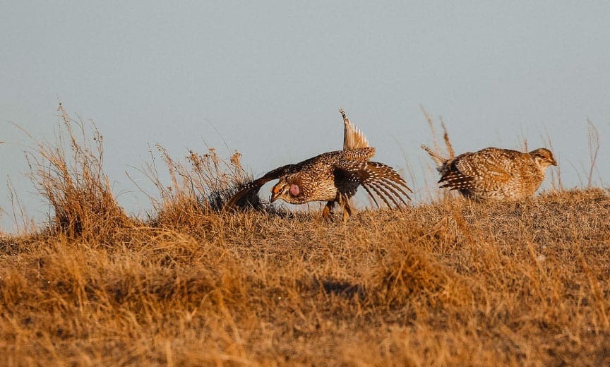 A sharp-tailed grouse strutting on a prairie