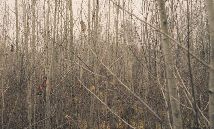 A bird hunter tries to shoot a woodcock through thick cover