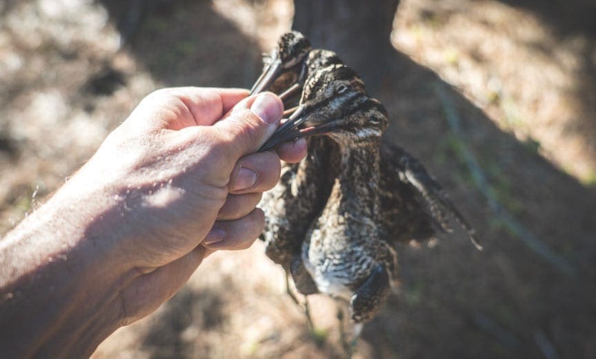 common snipe hunting in California