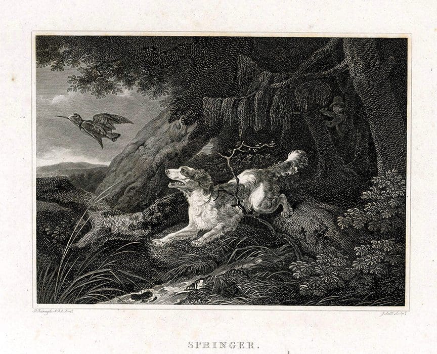 An engraved portrait of a springer.