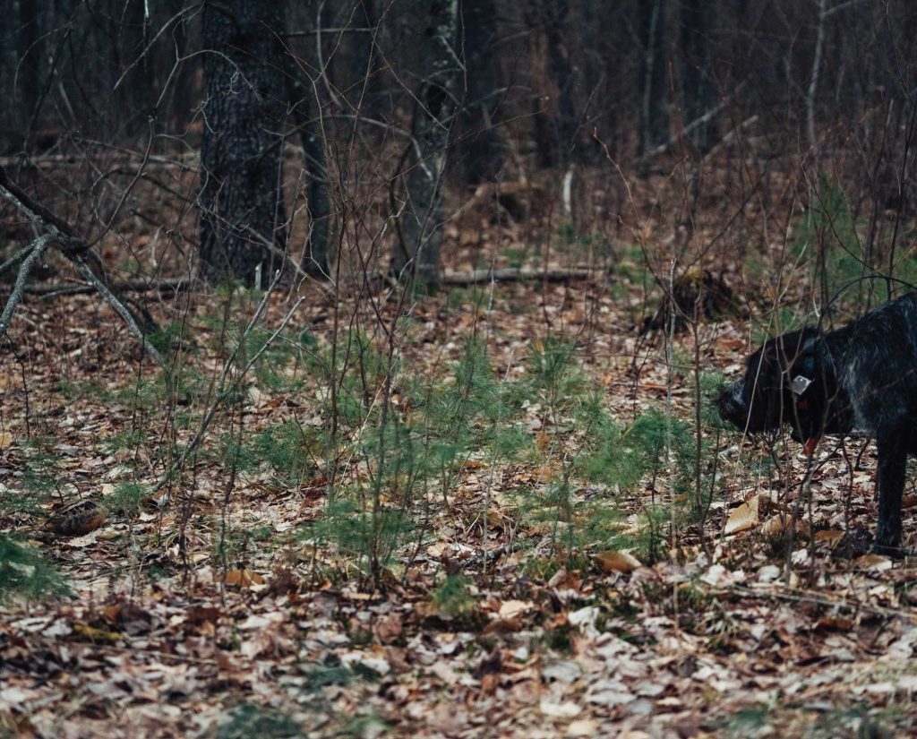 A dog points a woodcock feet away in the Spring time training