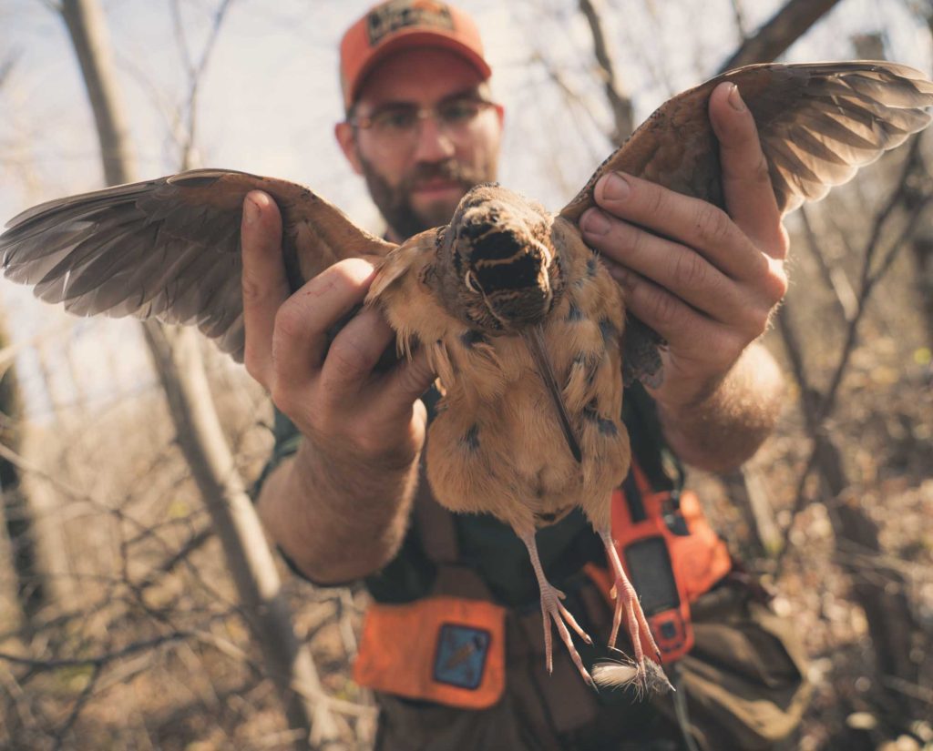 A woodcock hunter spreads the wings on a timberdoodle.