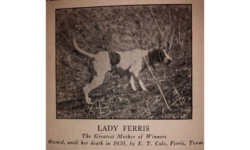 the pointer dam lady ferris