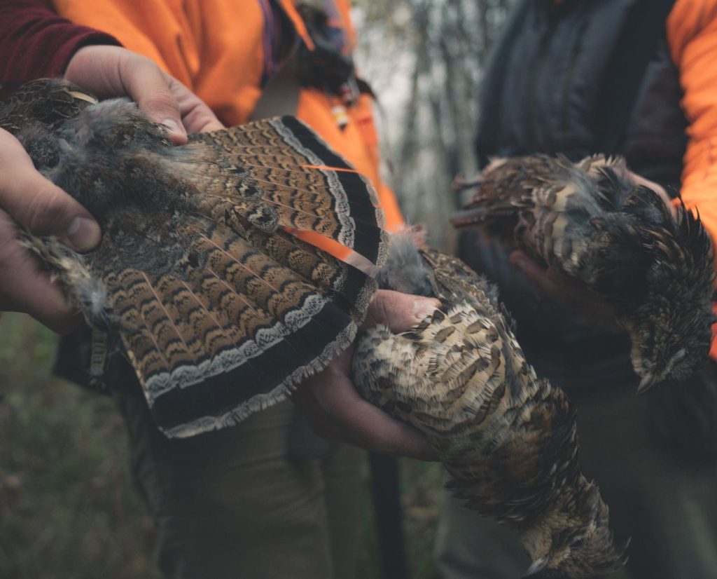 Three dead ruffed grouse, one with its tail fan outspread, being held by three upland bird hunters.