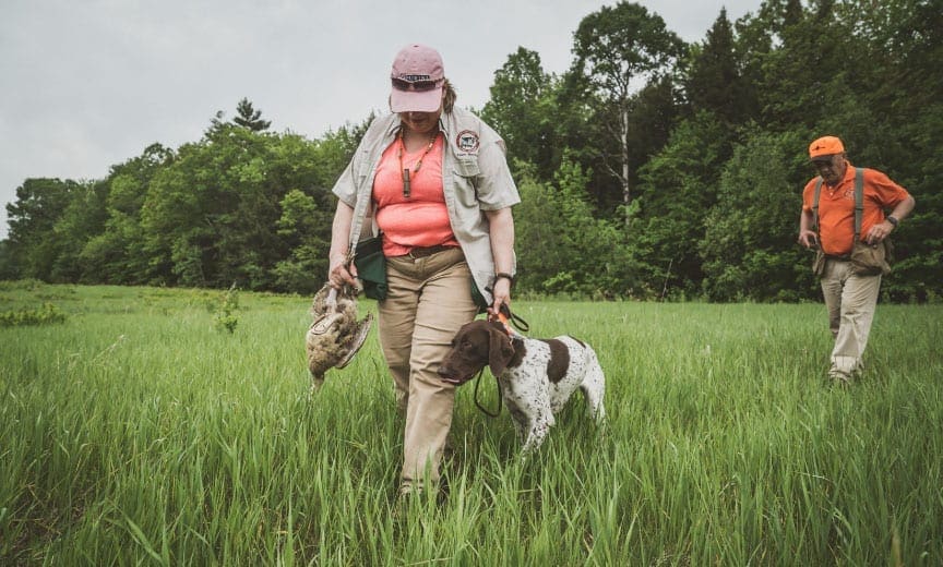 A hunting dog after the tracking phase of the NAVHDA Natural Ability Test