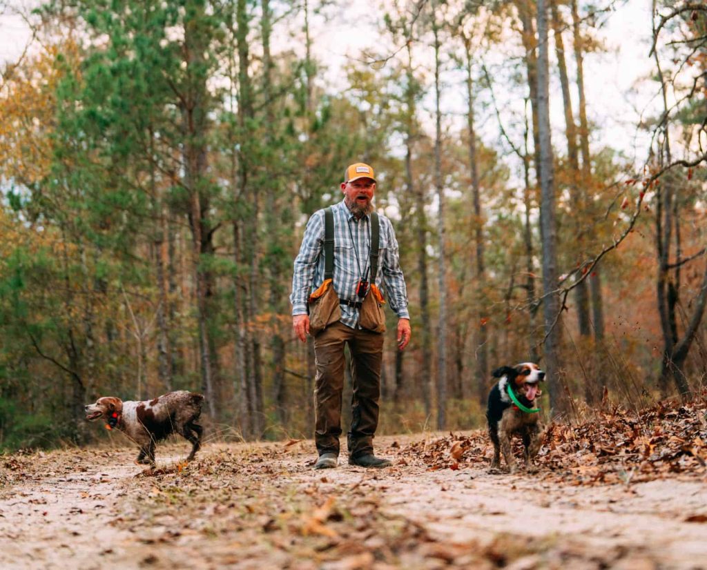 A man runs his two Brittany dogs on public land in South Carolina.