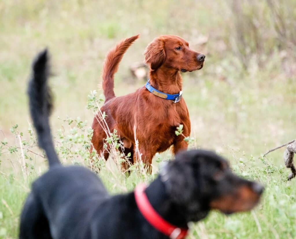 An Irish Red Setter backing a pointing Gordon Setter. They both have high tails.