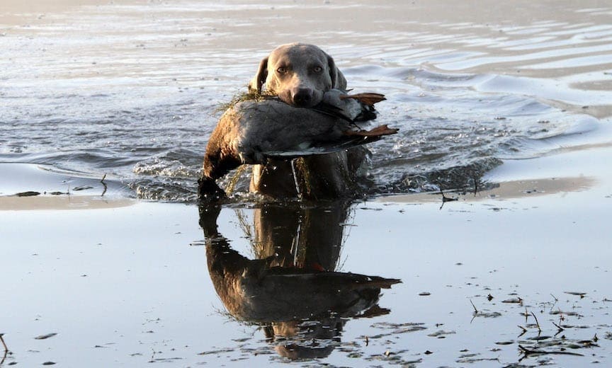 A weimeraner retrieves a duck from the water