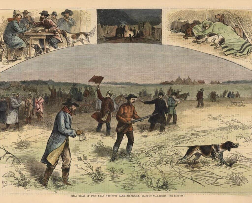 Illustrations of bird dogs at a historical field trial in Minnesota.